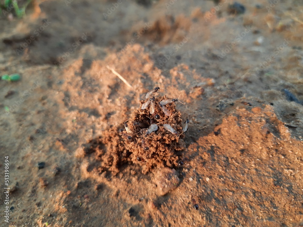 Colony of ants. Ants are making their home and Digging the soil from inside is bringing it out. Anthill of Ants in ground.
Colony of Ant work together to make their nest deep inside the field.
Colony of ants. Ants are making their home and Digging the soil from inside is bringing it out. Anthill of Ants in ground.
Colony of Ant work together to make their nest deep inside the field.