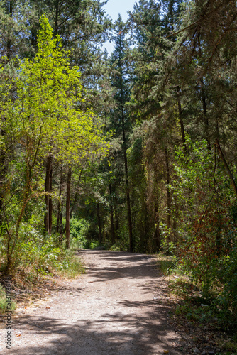 Trails at Nahal Hashofet at Ramot Menashe Forest part of the Carmel mountain range in Israel 