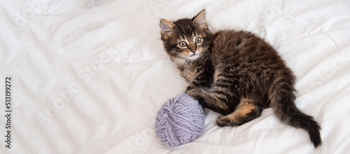 cute kitten playing in a bed