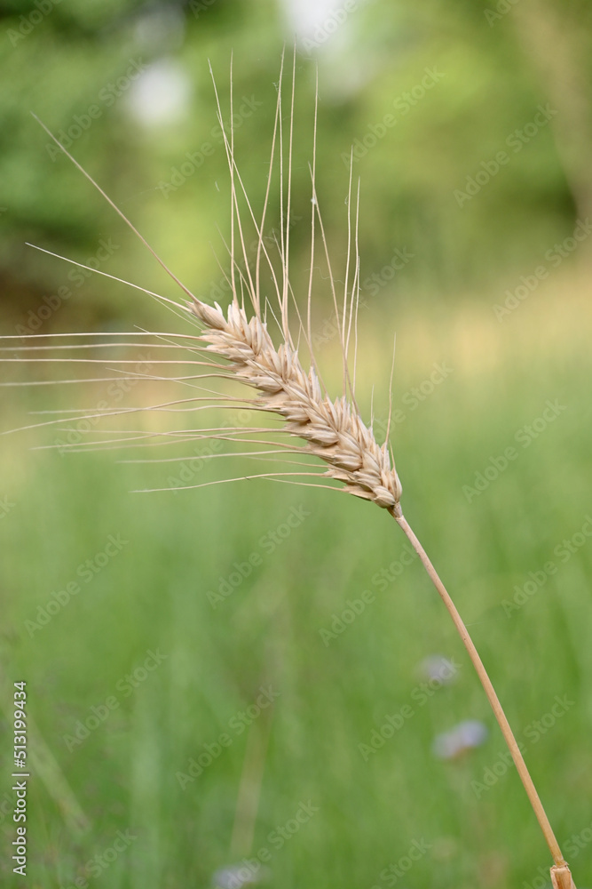 Fototapeta premium closeup the ripe yellow brown wheat stitch plant growing with grains in the farm field soft focus natural green brown background.