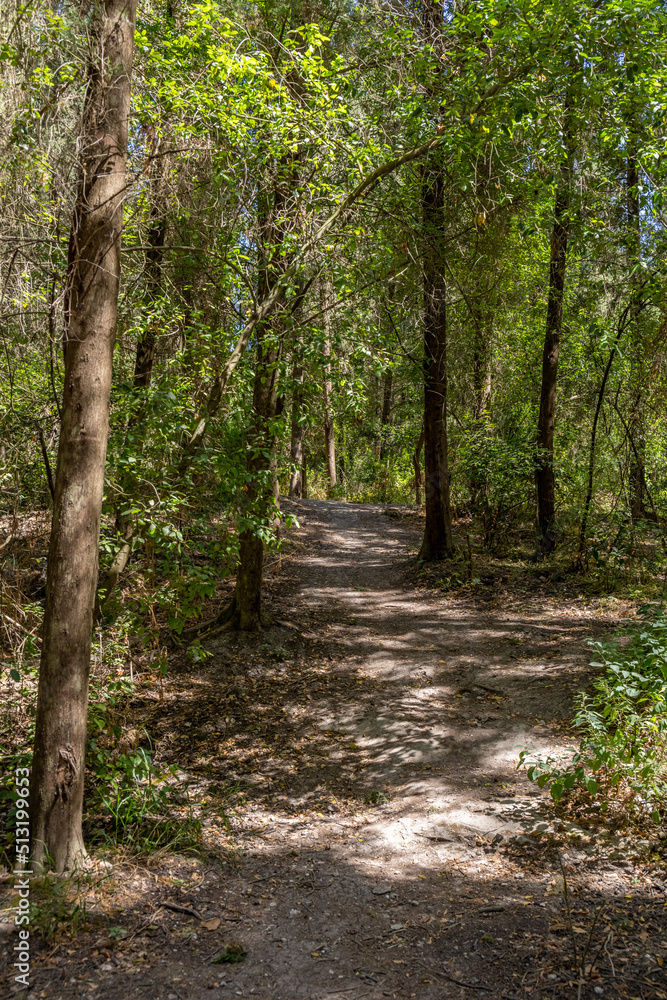 Trails at Nahal Hashofet at Ramot Menashe Forest part of the Carmel mountain range in Israel
