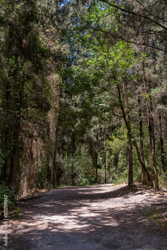 Trails at Nahal Hashofet at Ramot Menashe Forest part of the Carmel mountain range in Israel 