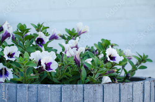 white and purple petunia flowers in a grey wooden pot close-up with copy-space