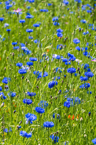 Wildblumenwiese