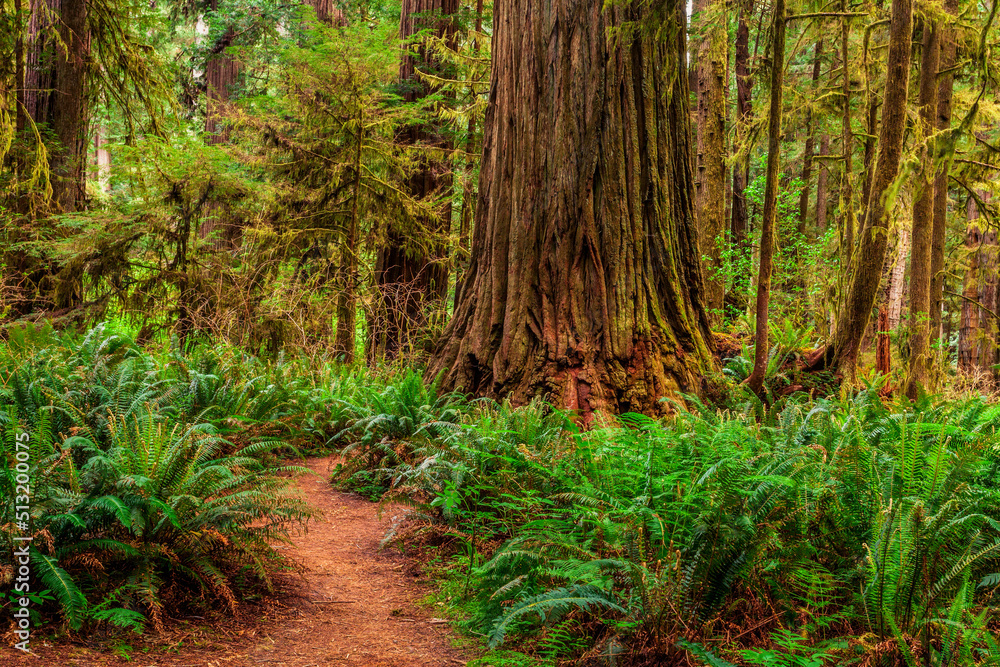 Fototapeta premium Trail into Redwood National Park