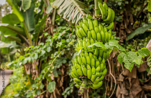 Bananas growing on a palm tree. Tropical fruits, vitamins, vegetarian food.