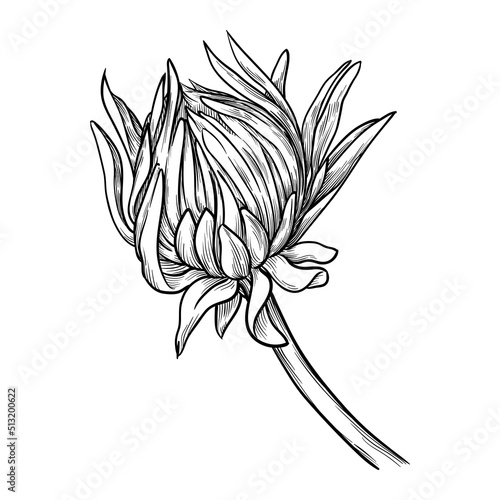 Hand drawn chrysanthemum bud with leaves. Vector illustration isolated on white background.