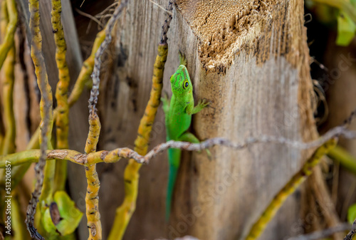 Lizard on Palm Leaves Tropical Background Sun Light Holiday Travel Design Space Palm Trees Branches Landscape Indonesia Seychelles Philippines Travel Island Relax Sea Ocean. green felzuma photo