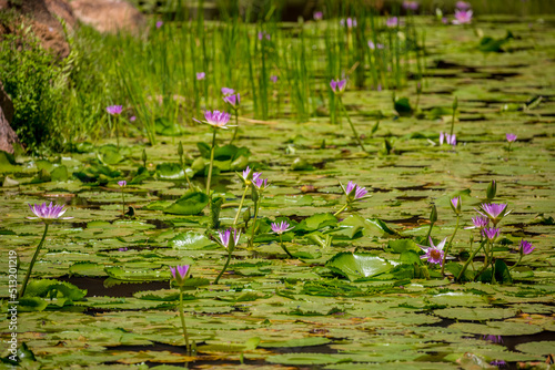 Water lily in the pond Tropical nature, jungle lanshavt, tourism, tropical island, Seychelles photo