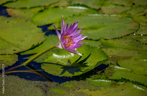 Water lily in the pond Tropical nature, jungle lanshavt, tourism, tropical island, Seychelles photo