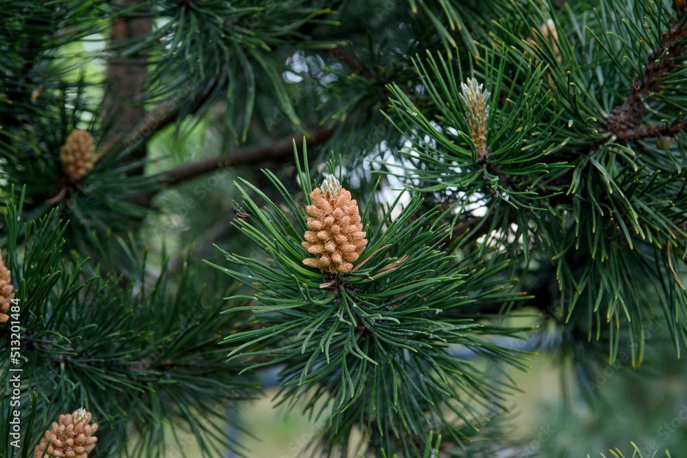 Young pine cones close up. Coniferous trees in spring.