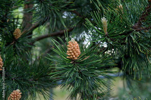 Young pine cones close up. Coniferous trees in spring.