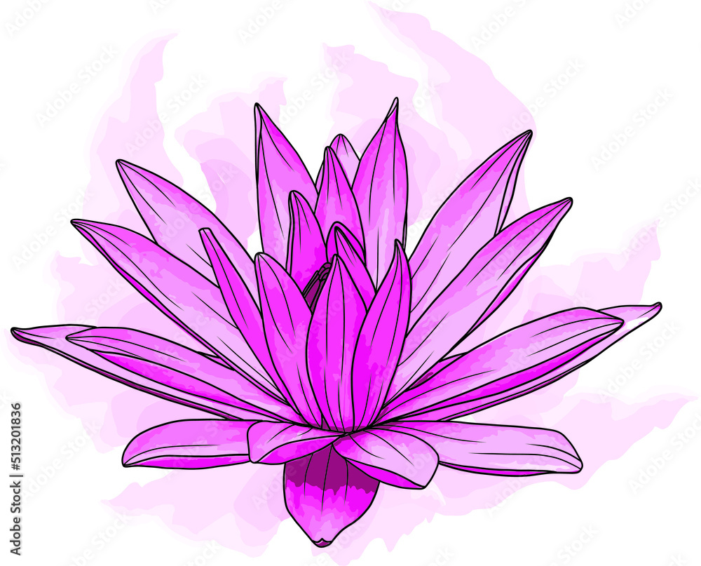 Abstract of Pink water lily flower with color paint on white background. Abstract of Pink water lily flower with color paint on white background.