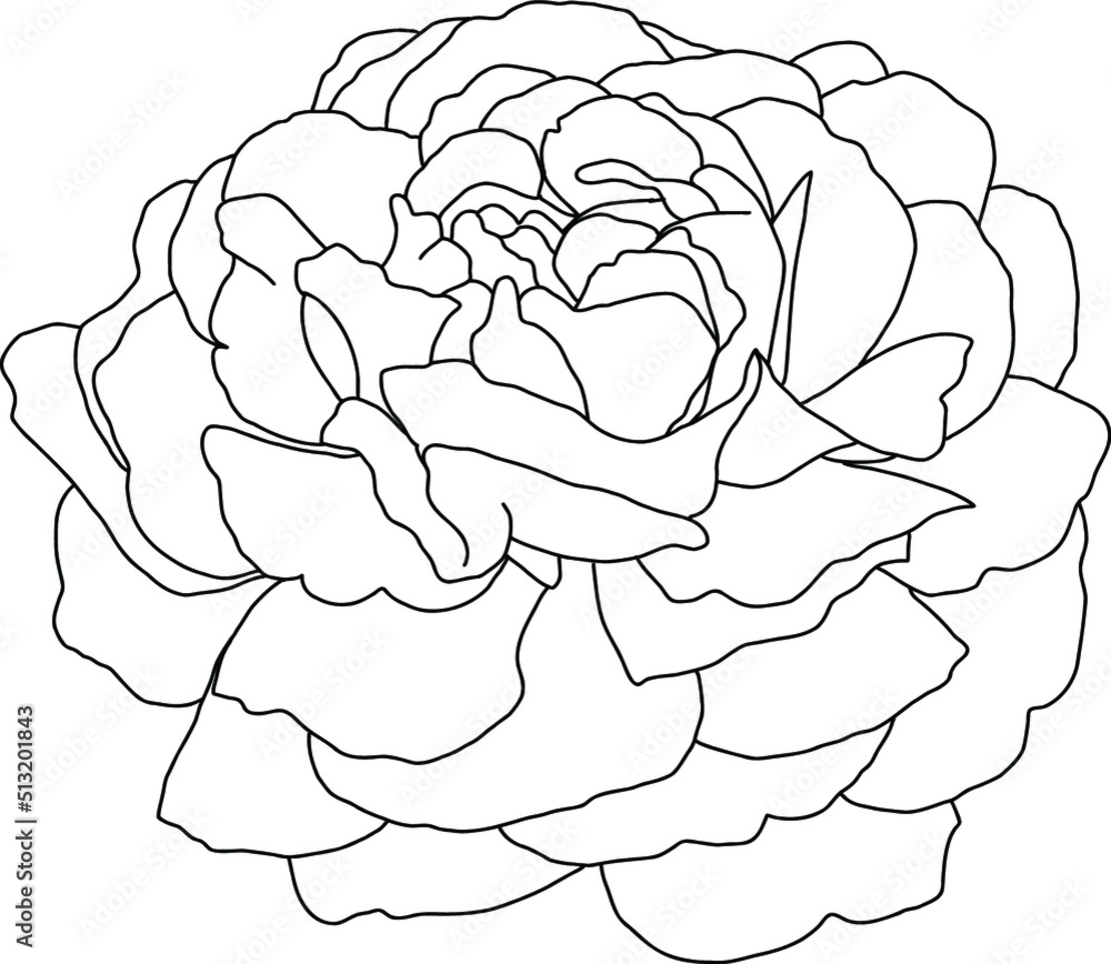 Abstract line rose flower are blooming with empty background. Abstract line rose flower are blooming with empty background.