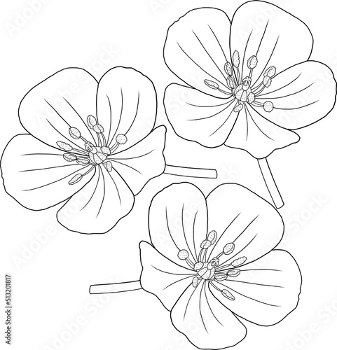 Black line flowers of Tribulus terrestris plant on white background.
