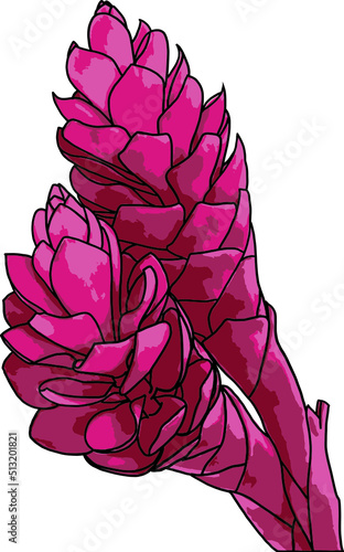 Abstract of Red Ginger, Pink cone ginger, Ostrich plume flower. (Scientific name Alpinia purpurata (Vieill.) K.Schum)