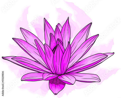 Abstract of Pink water lily flower with color paint on white background.