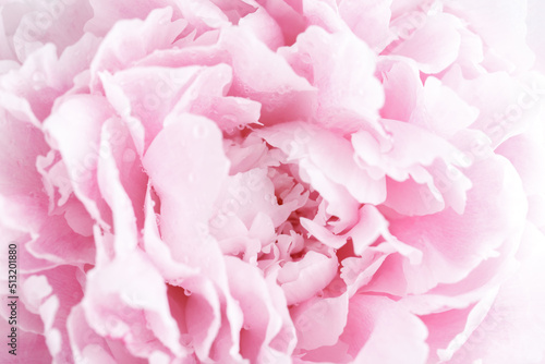 Close up of a beautiful pink peony flower  pastel colour  macro shot