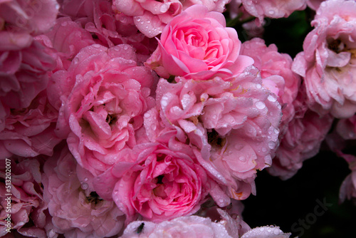 close up of pink roses