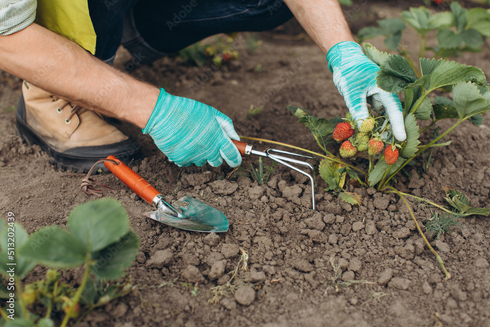 Naklejka premium A male gardener working on strawberry garden