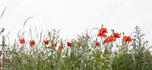 The beautiful Danish summer flowers