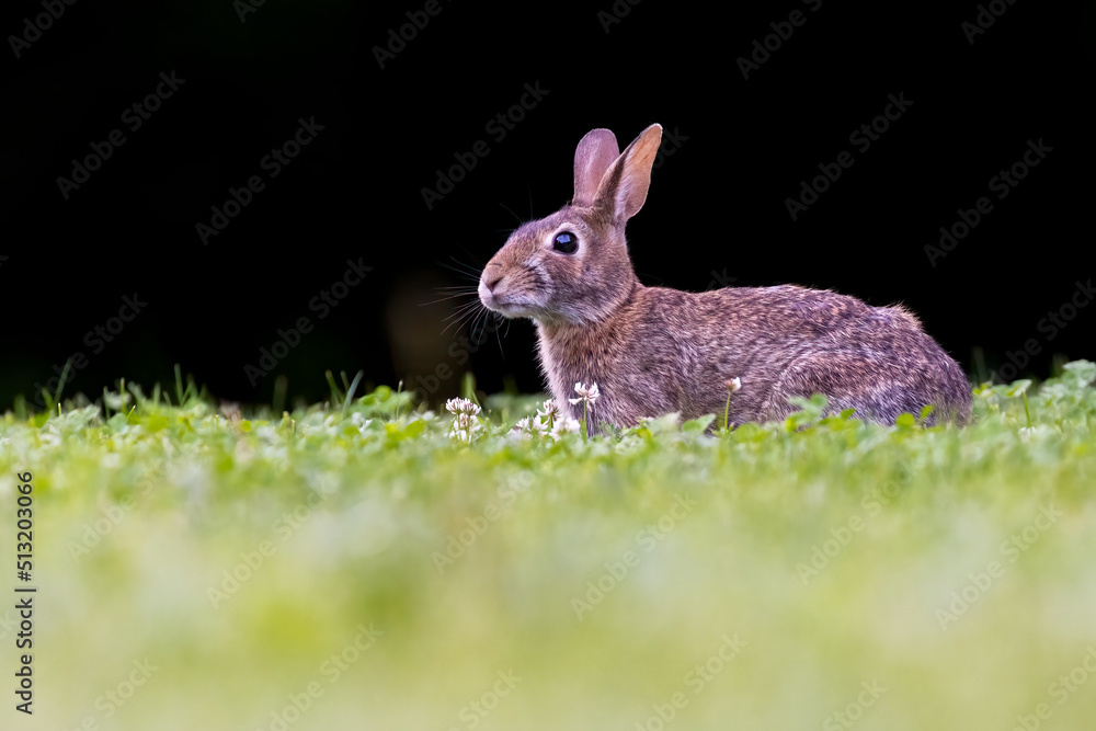 Fototapeta premium eastern cottontail (Sylvilagus floridanus)