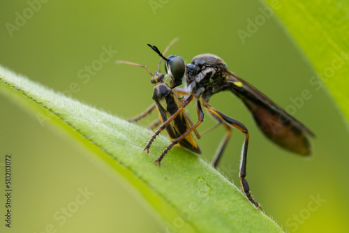 robber fly family, also called assassin flies with prey