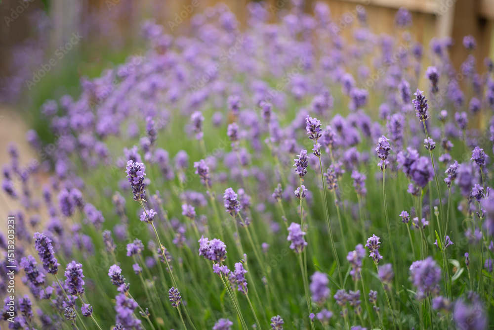 Very shallow focus on lavender growing in a garden as a border by a picket fence.