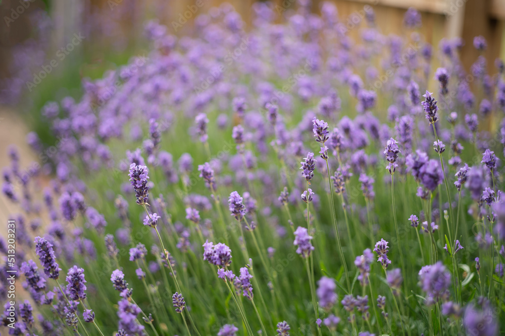 Very shallow focus on lavender growing in a garden as a border by a picket fence. Very shallow focus on lavender growing in a garden as a border by a picket fence.