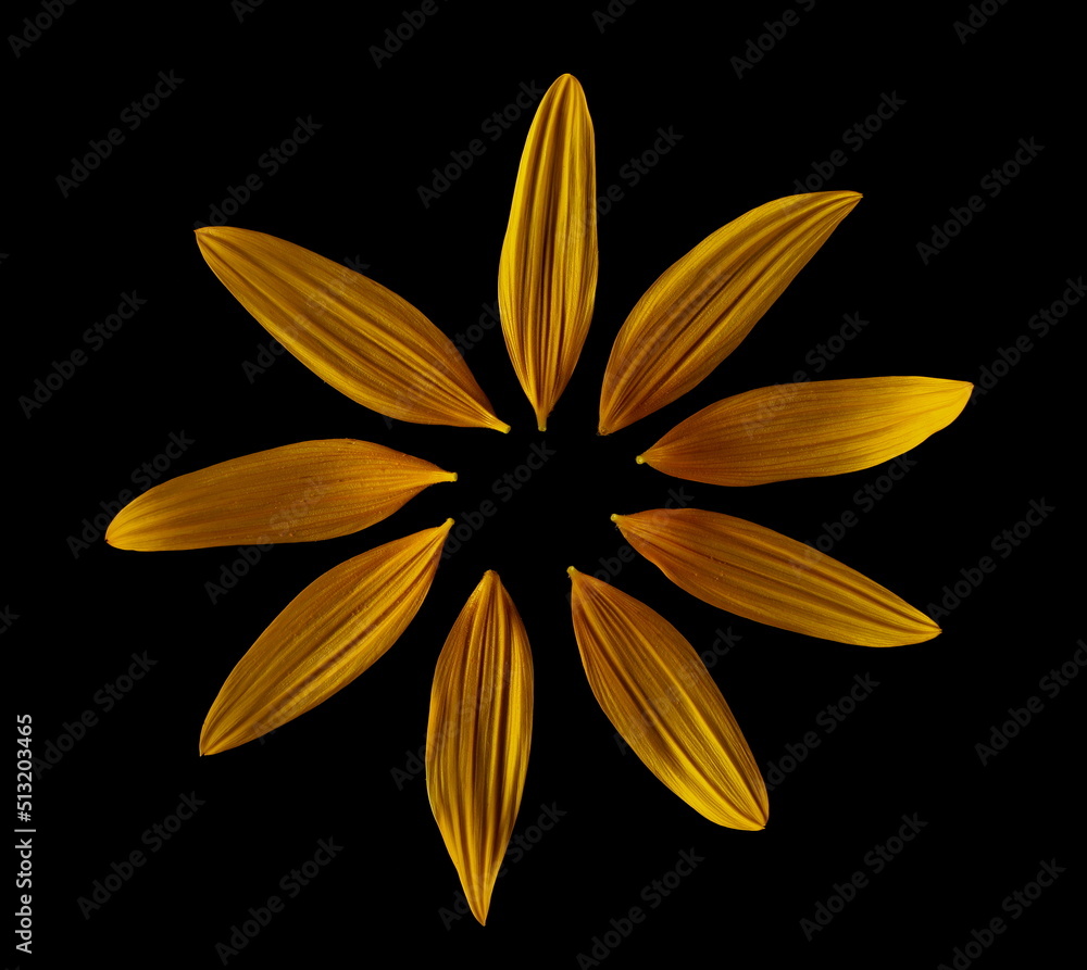 Sunflower petals isolated on black background, top view
