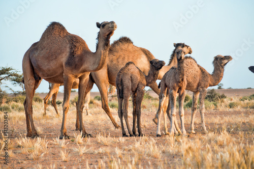 camel © kasami