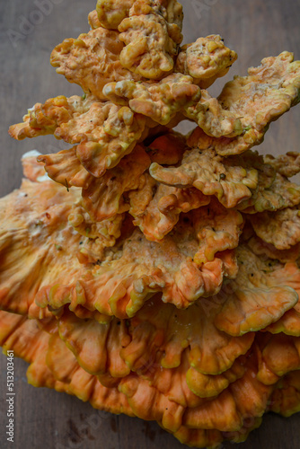 Laetiporus sulphureus Sulfur Shelf mushroom