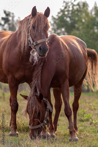 Two bay horses in a harness on a pasture. Selective focus.