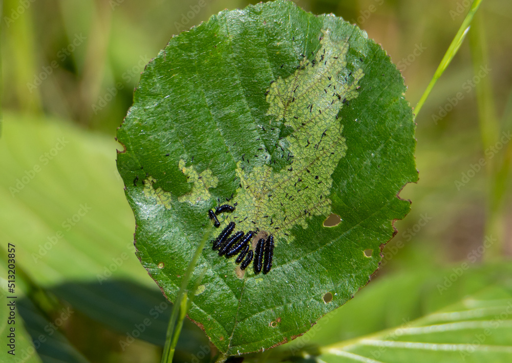 Fototapeta premium a close-up of black caterpillars on a beech leaf