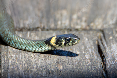 a close-up with the profile of a grass snake