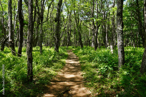 Fototapeta Hiking trail through the woods