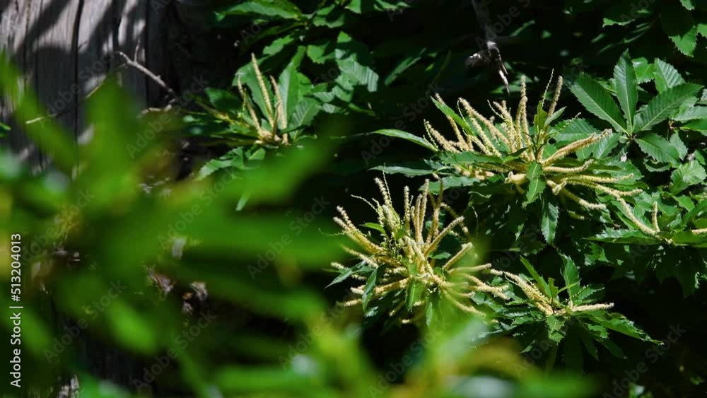 Chestnut branches bloom and sway in the wind during the summer season. Chestnut forests (Castanea Sativa) on Apennines mountains in Tuscany. Italy selective focus Chestnut branches bloom and sway in the wind during the summer season. Chestnut forests (Castanea Sativa) on Apennines mountains in Tuscany. Italy selective focus