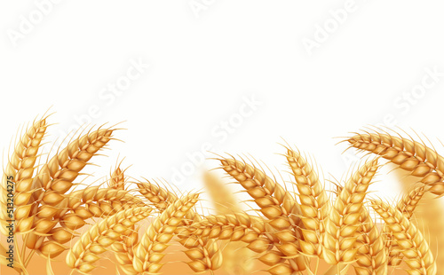 Wheat field background. yellow ears, Realistic barley cereals vector. Grain harvest isolated vector