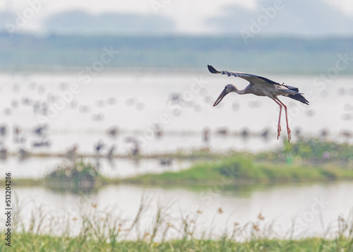A open bill stork in flight