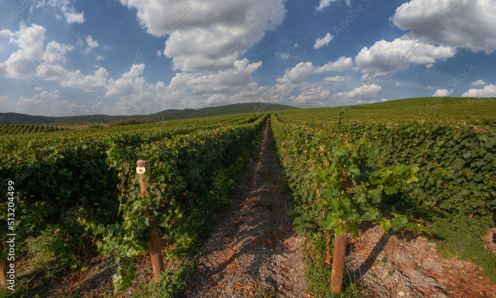 Naklejka premium Vineyards. View of grapevines against day sky