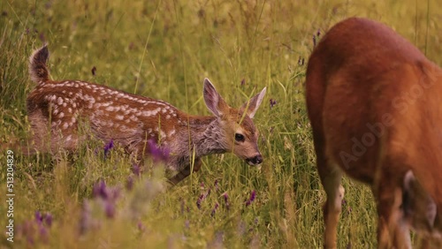 White-tailed Deer Fawn Cute Baby Animal