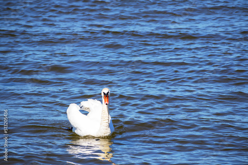 white swan on the water