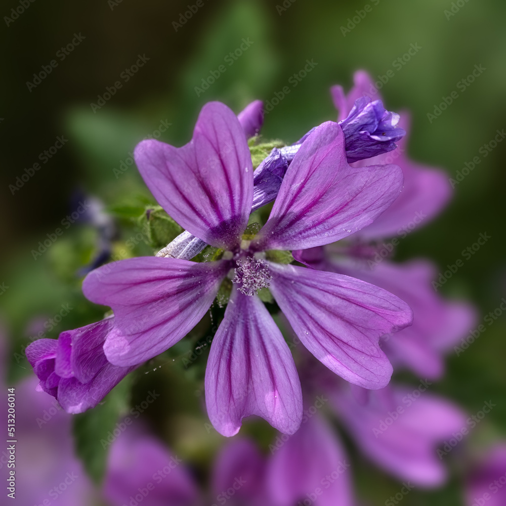 Closeup of flower of Common Mallow (Malva sylvestris) in a meadow in summer Closeup of flower of Common Mallow (Malva sylvestris) in a meadow in summer