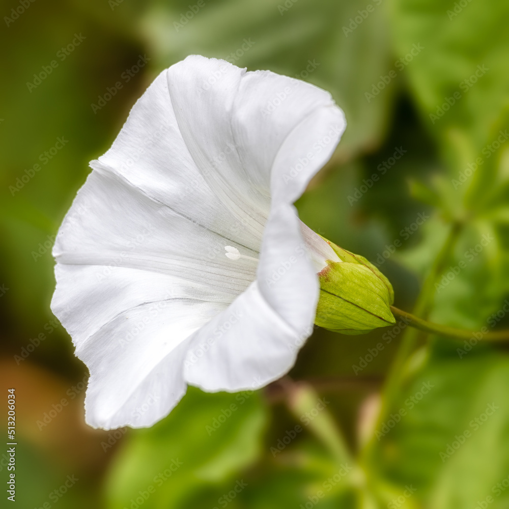 Fototapeta premium Closeup of single flower of Hedge bindweed (Calystegia sepium) in a hedgerow in summer 