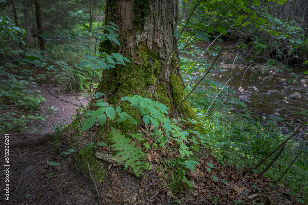 Au Train Falls Area in Michigan's Upper Peninsula Tree Stump Au Train Falls Area in Michigan's Upper Peninsula Tree Stump
