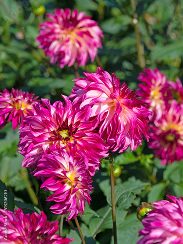 Bl  hende Dahlien im Garten