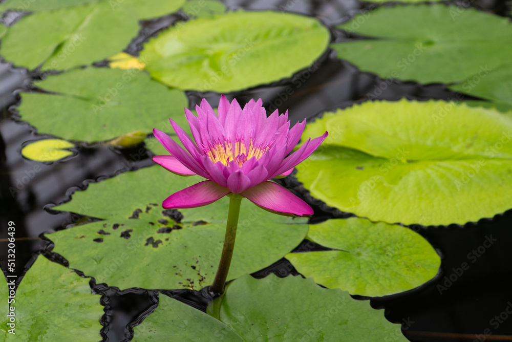 A fuchsia pink water lily blossom rising out of the water surrounded by many floating lily pads A fuchsia pink water lily blossom rising out of the water surrounded by many floating lily pads