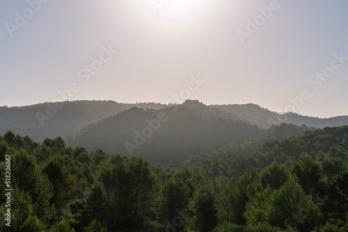 Mediterranean forest landscape, with frontal sunlight.