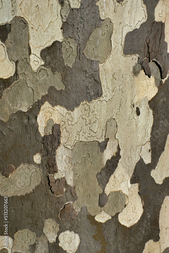 Close up of the bark of a London Plane Tree 