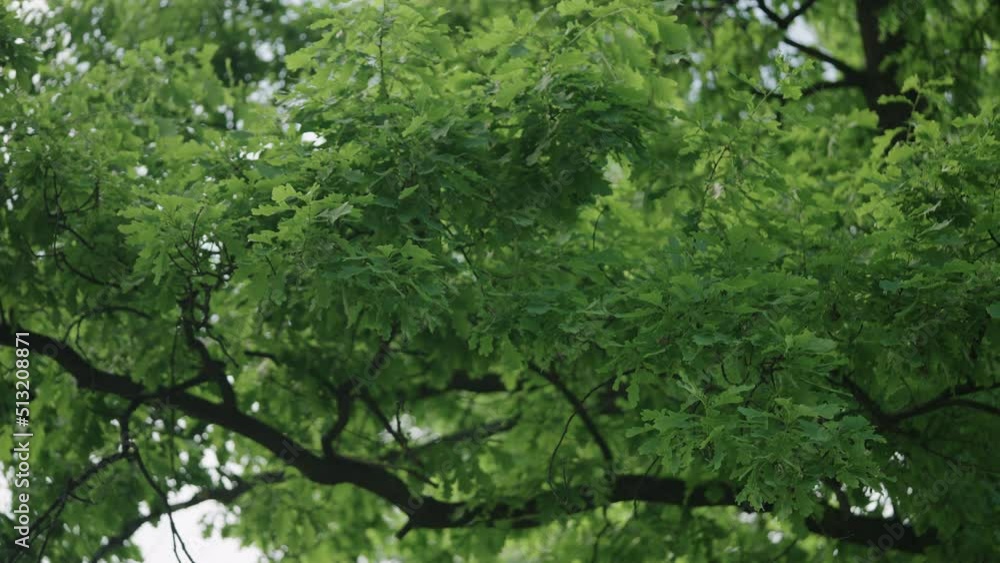 Closeup oak leaves on a tree in a summer day Closeup oak leaves on a tree in a summer day